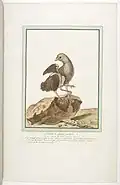 Chicken with two extra lower limbs