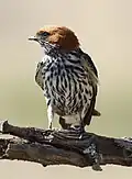 The heavy streaking and rufous ear coverts are diagnostic field marks