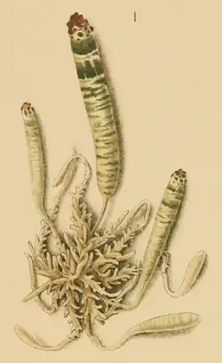 Sporocyst. The stalk of the largest broodsac is drawn shortened. A metacercaria is passing along the lowest stalk.