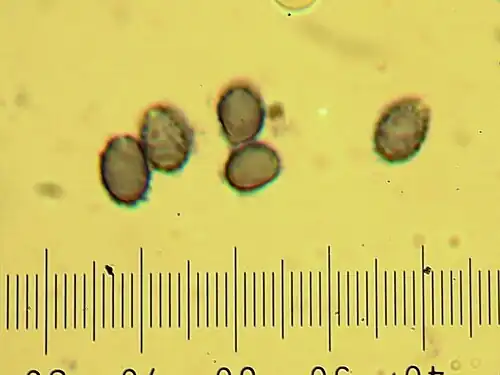 Spores