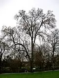 U. laevis, Ladywell Fields, Lewisham, London, 2018