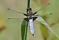 Libellula depressa