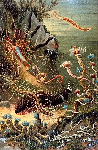 Plate titled "A variety of marine worms" from M. J. Schleiden's Das Meer