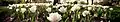 White tulips in Lilacia Park, taken at the beginning of April. The lilacs are just starting to bloom.