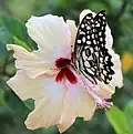 Collecting nectar from chinarose at ABS Academy Campus, Durgapur, West Bengal, India