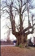 The lime tree