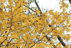 autumn leaves