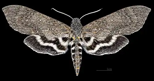 Lintneria maura ♀