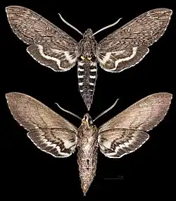 Lintneria phalerata