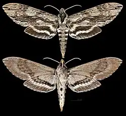 Lintneria separatus