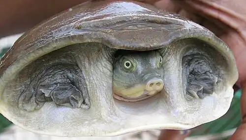 The Indian flapshell turtle (Lissemys punctata) from the Trionychidae is a highly advanced eucryptodire.