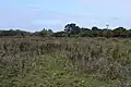 Little Hallingbury Marsh