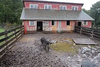 1900 Farm pigs