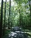 Pathway through the woods