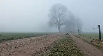 Lochemse Berg, trees in the fog on the Hoge Enk
