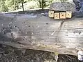 S. cristatus nests and 7&nbsp;mm wasp traps