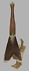 aedeagus