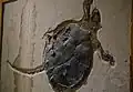 A fossil turtle from the Green River Formation in southwestern Wyoming