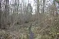 Lower Wood