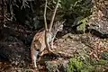 Lynx
