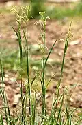 White wood-rush.