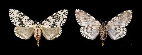 ♀