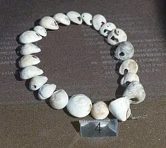 Gravettian Tritia neritea shell chain