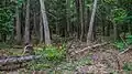 Extensive forests cover the core of Mackinac Island.