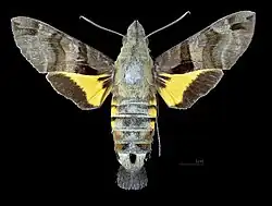 Male dorsal