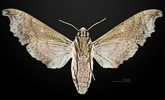 Female ventral MHNT