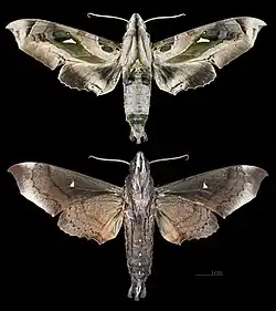 Madoryx plutonius
