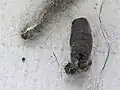 Magpie moth (Nyctemera&nbsp;annulata) cocoon