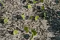 Sterile plants: M. canadense