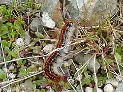 Caterpillar