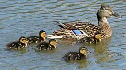 Young ducklings
