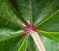 Leaf upperside