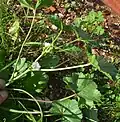 Plant form closer
