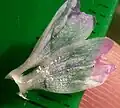 Petal, no hairs or scarcely so