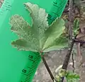Leaf upperside
