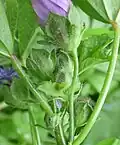 Inflorescence showing features above