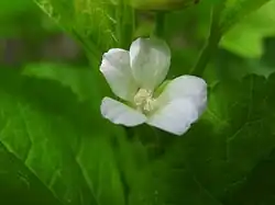 M. verticillata flower