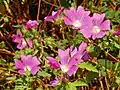 Flowers, bolder coloured (Italy)