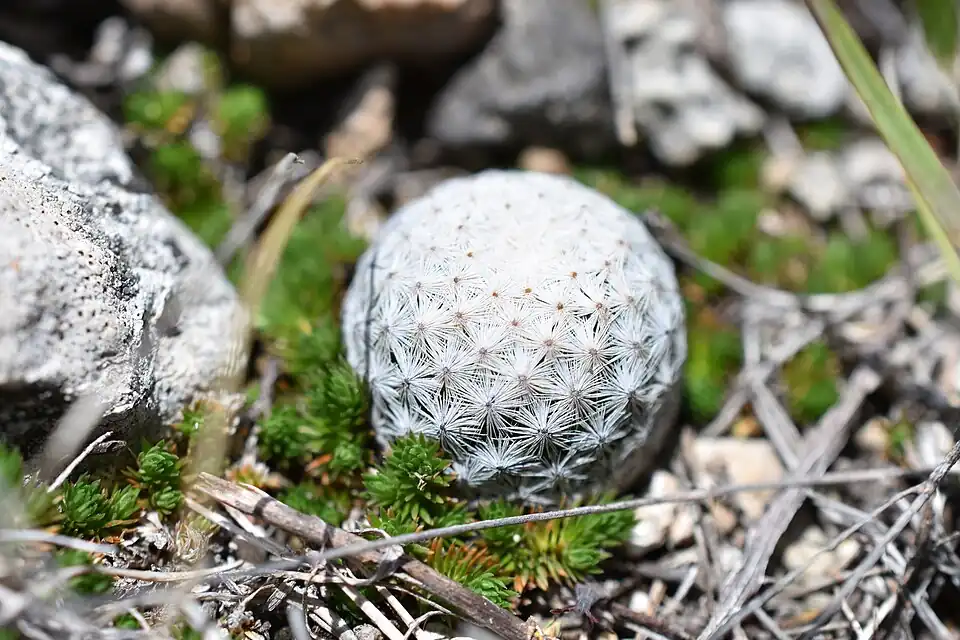 Plant growing in habitat