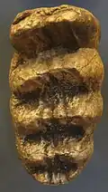 Molar tooth