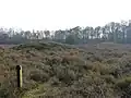 Tumuli near mander