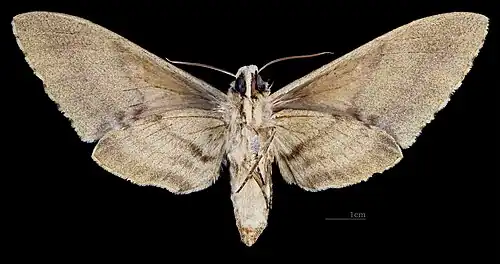 Female ventral
