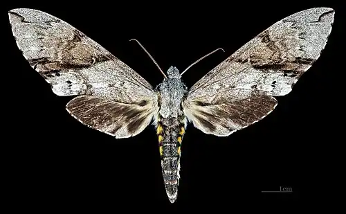 Female - dorsal