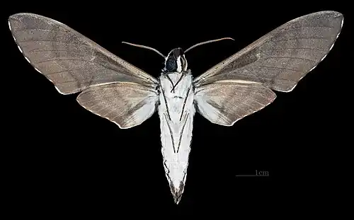 Female ventral