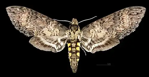 Female Dorsal side
