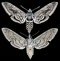 Manduca quinquemaculata